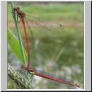 Pyrrhosoma nymphula - Fruehe Adonisjungfer 05.jpg